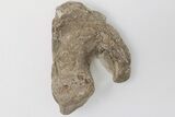 Partial, Mosasaur Quadrate (Jaw Bone) - Smoky Hill Chalk #197837-1